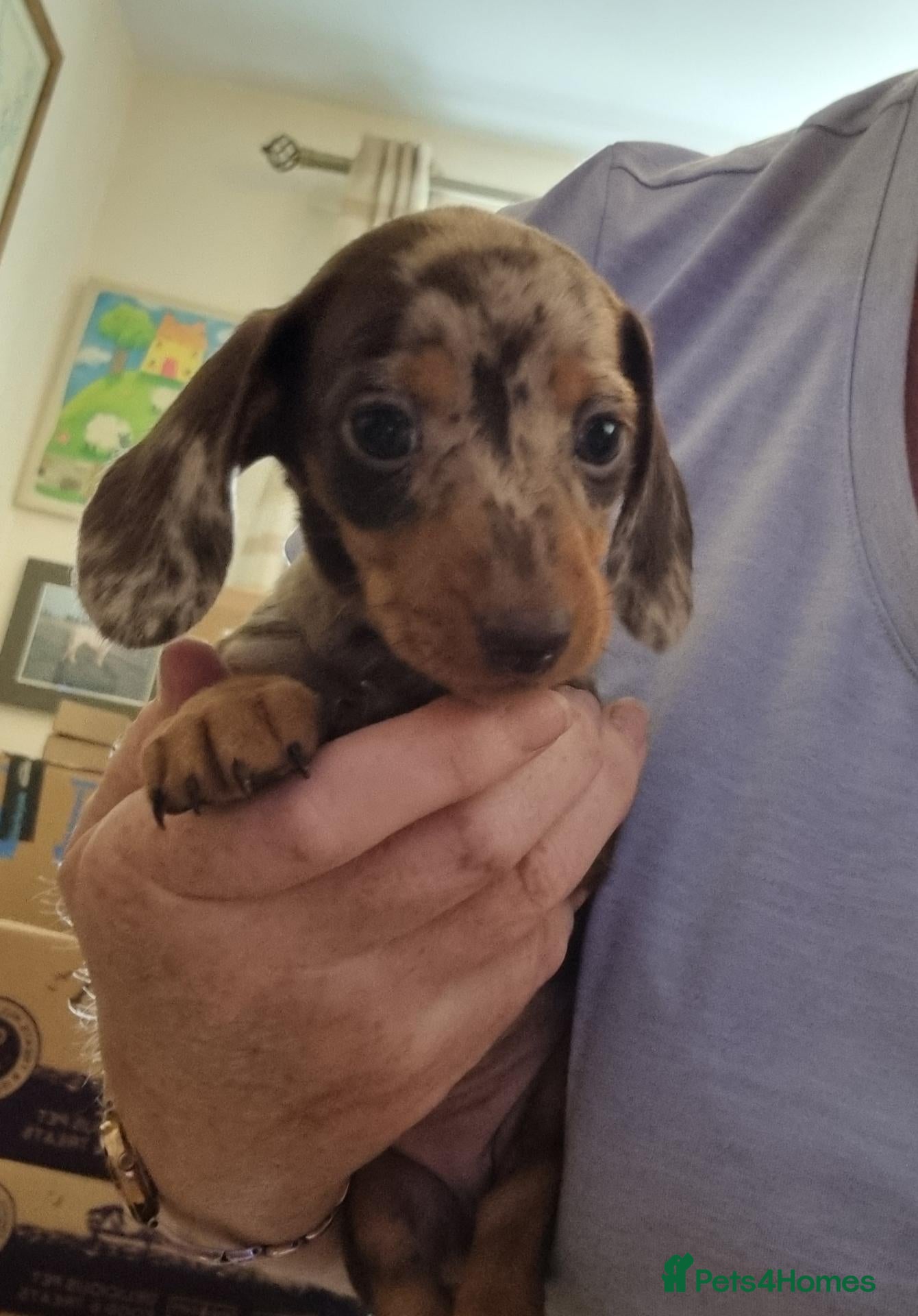 Miniature Dachshund dogs Gorgeous Chocolate and Dapple PRA Clear - Advert 2