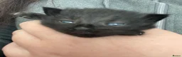 Mixed Breed cats for sale: 1 boy left black need home  - Advert 22
