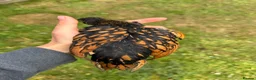 Chickens poultry for sale: Beautiful Sebright Chicken Pair - Advert 3