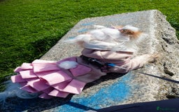 Bichon Frise dogs for sale: Bichon girl - Image 7
