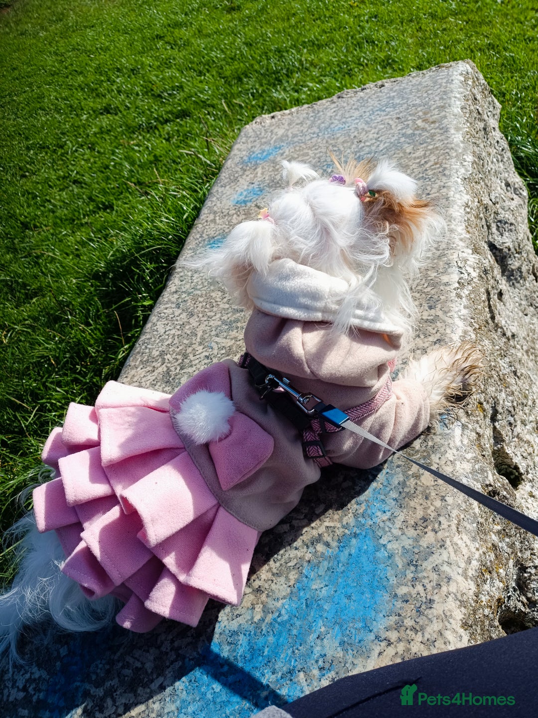 Bichon Frise dogs for sale: Bichon girl - Image 7