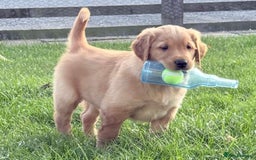 Golden Retriever dogs for sale: male golden retrievers  - Image 3