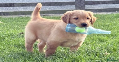 Golden Retriever dogs - Advert 5