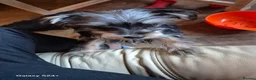 Yorkshire Terrier dogs for sale: 1 maleYorkshire  terrier puppy  - Advert 3