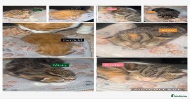 Mixed Breed cats kittens (caption) - Advert 3