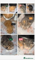 Mixed Breed cats kittens - Advert 5