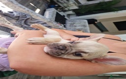 French Bulldog dogs for sale: 4 beautiful ** frenchies  - Image 2