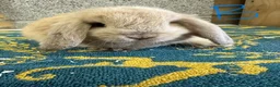Mini Lop rabbits for sale: Mini Lop Rabbits For Sale - Advert 2