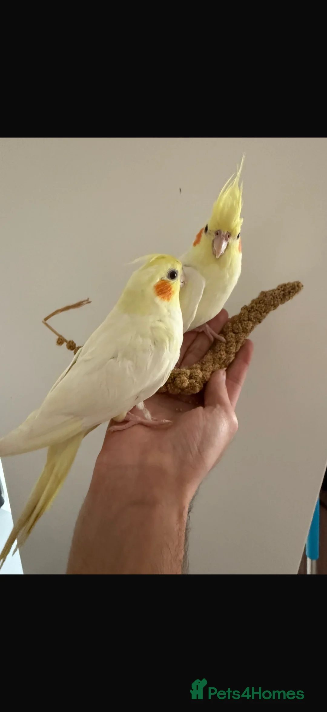 Cockatiels birds for sale: Tamed cockatiel chicks for sale - Advert 1