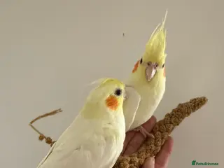 Cockatiels birds Tamed cockatiel chicks for sale - Advert 1