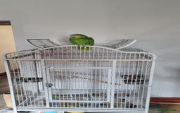 Parrots birds for sale: Amazon orange wing parrot  - Image 3