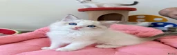 Ragdoll cats for sale: ✨ Exceptional Ragdoll Kittens Ready to leave ✨ - Advert 19