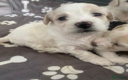 Mixed Breed dogs for sale: Yorkie bichon X bichon frise - Image 6