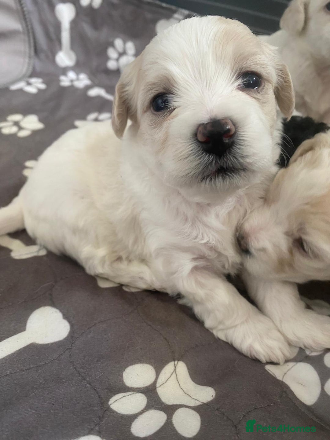 Mixed Breed dogs for sale: Yorkie bichon X bichon frise - Image 6