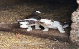 Border Collie dogs for sale: Red and white Border Collie Pups  - Image 15