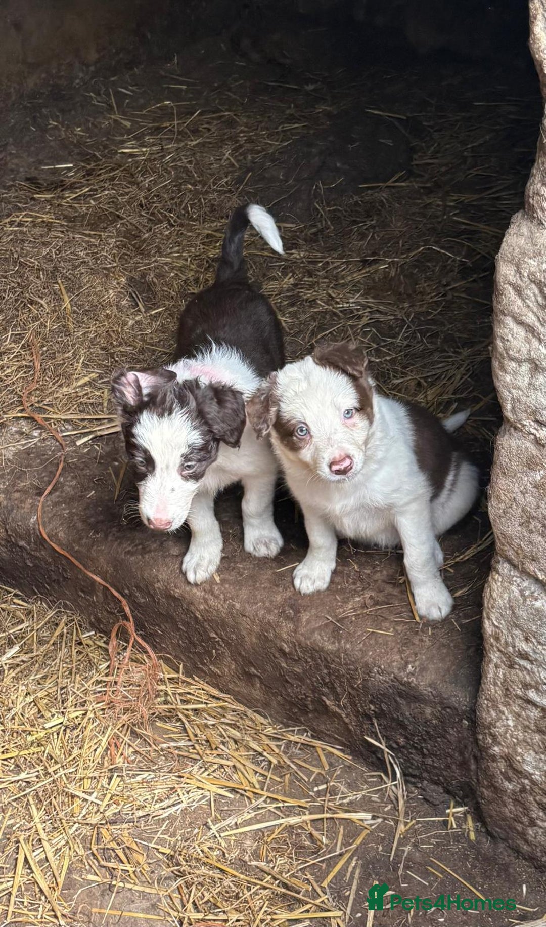 Border Collie dogs for sale: Red and white Border Collie Pups  - Image 15