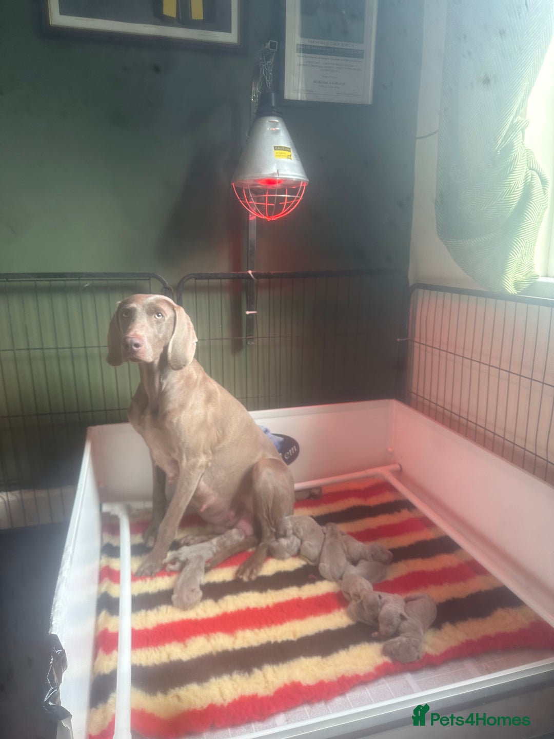 Weimaraner dogs for sale: Weimaraners  - Advert 5