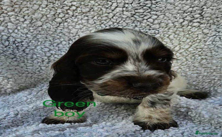 Cocker Spaniel dogs - Advert 5