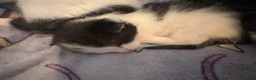 Domestic Shorthair cats for sale: 1 beautiful white and black kitten - Advert 12