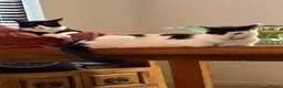 Mixed Breed cats for sale: Gary and prince - Advert 29