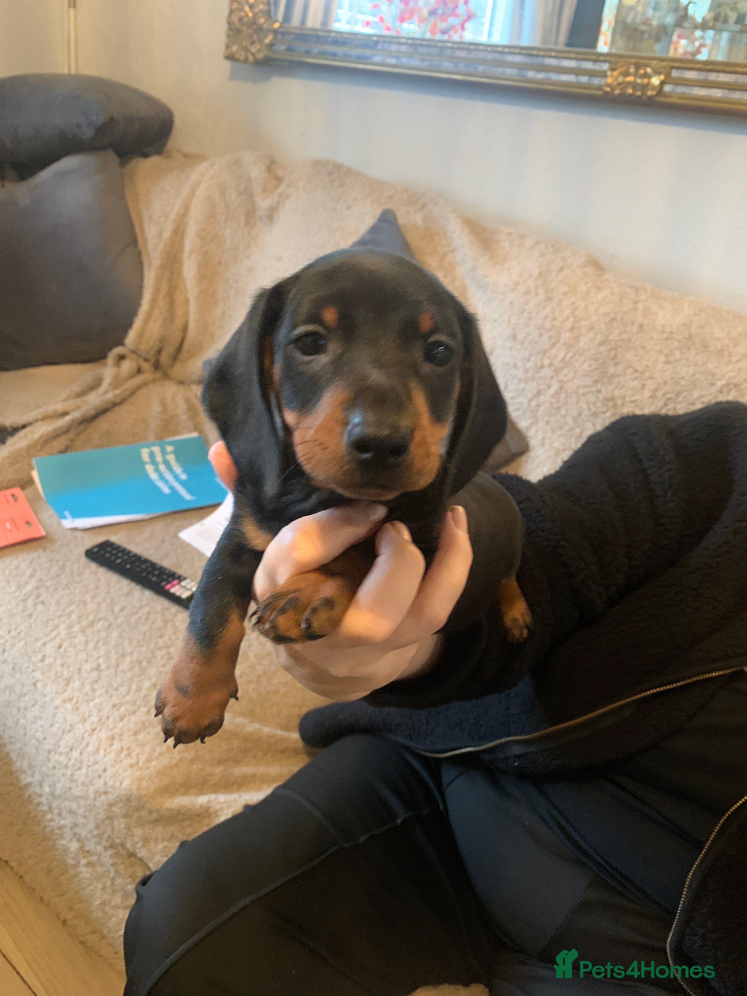 Dachshund dogs Dachshund puppies  - Advert 1