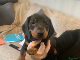 Dachshund dogs Dachshund puppies - Advert 1