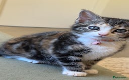 Mixed Breed cats for sale: Three female kittens looking for homes - Image 2