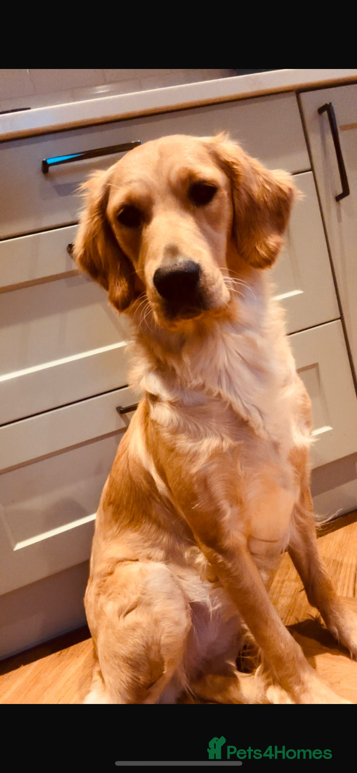 Golden Retriever dogs Exceptional Golden Retriever-Loving Temperament  in Port Talbot - Advert 3