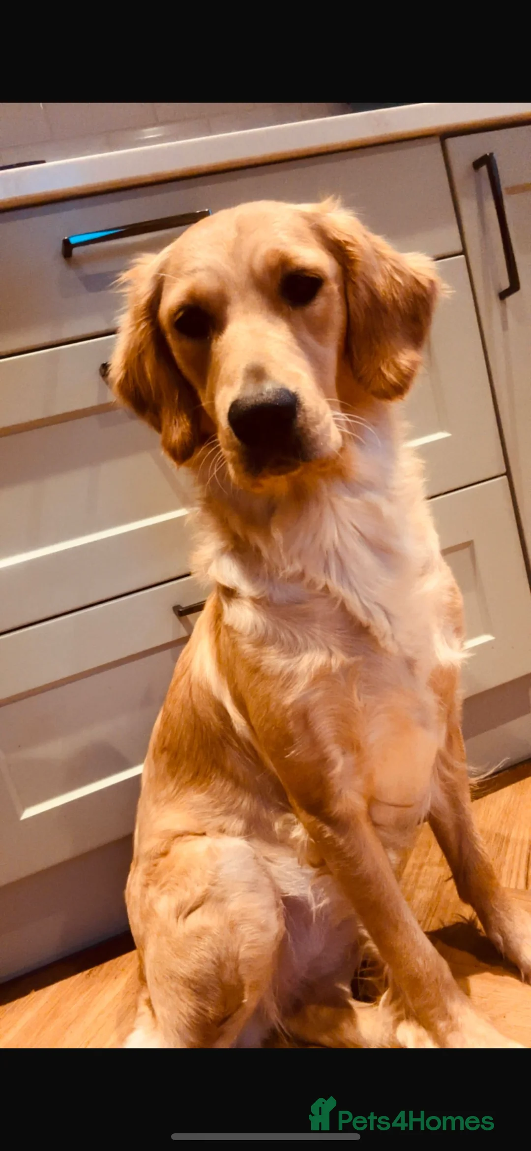 Golden Retriever dogs for sale: Exceptional Golden Retriever-Loving Temperament  in Port Talbot - Advert 1