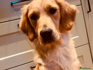Golden Retriever dogs Exceptional Golden Retriever-Loving Temperament in Port Talbot - Advert 3