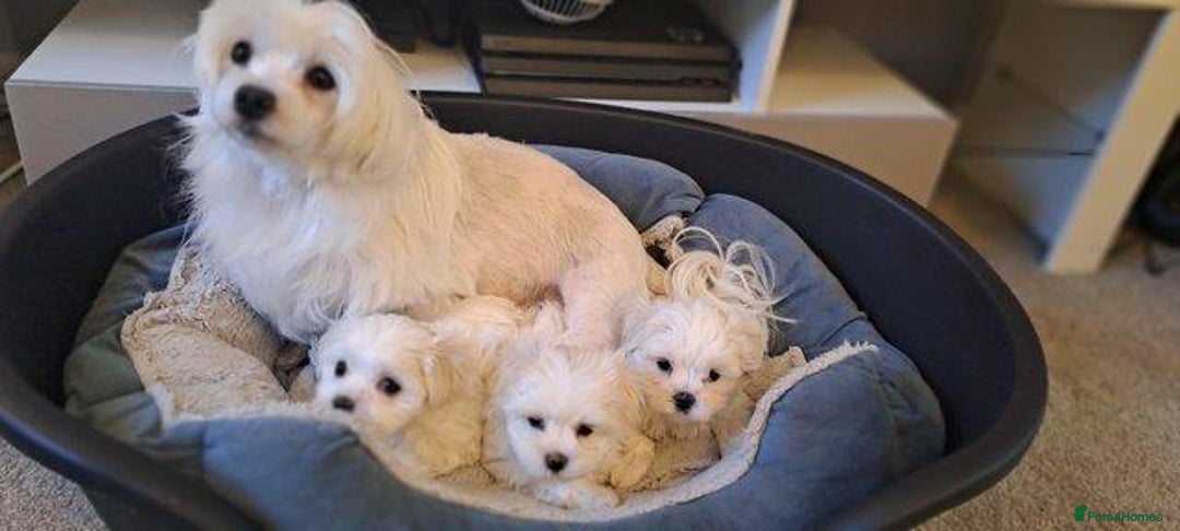 Maltese dogs for sale: Maltese puppies boys and girl - Image 6