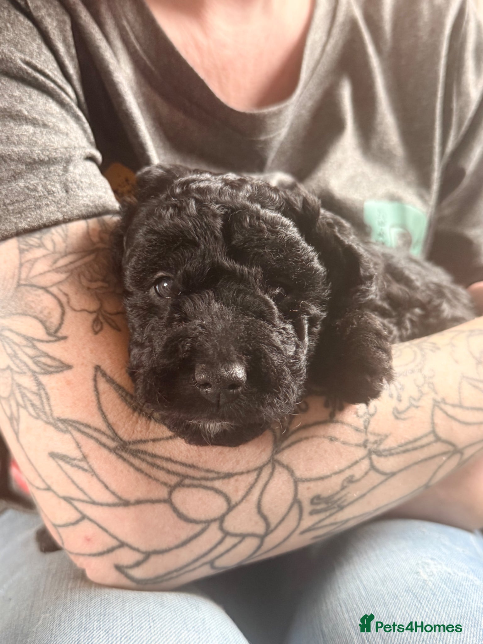 Mini Goldendoodle dogs Last 4 remaining 2 boys 2 girls  - Advert 4