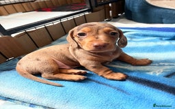 Miniature Dachshund dogs for stud: 🔥For stud proven miniature dachshund🔥   in Windsor - Image 32
