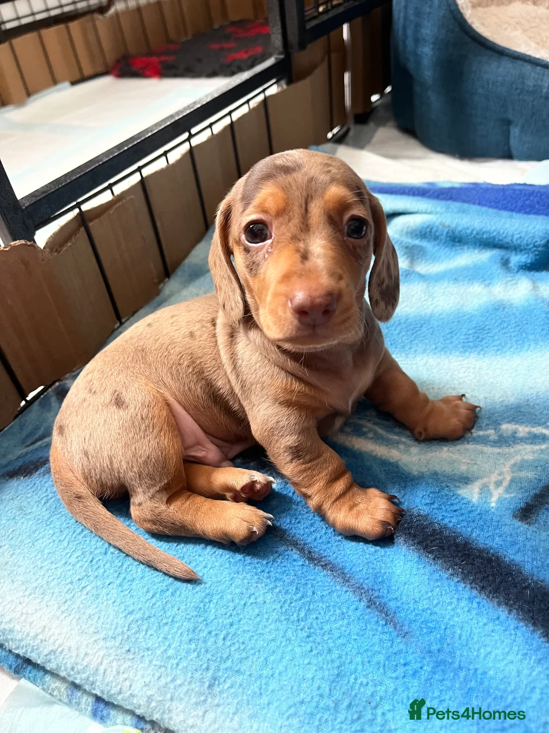 Miniature Dachshund dogs for stud: 🔥For stud proven miniature dachshund🔥   in Windsor - Advert 32