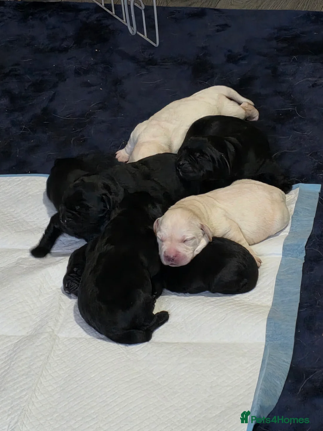 Labrador Retriever dogs for sale: Labrador pups for sale - Advert 2