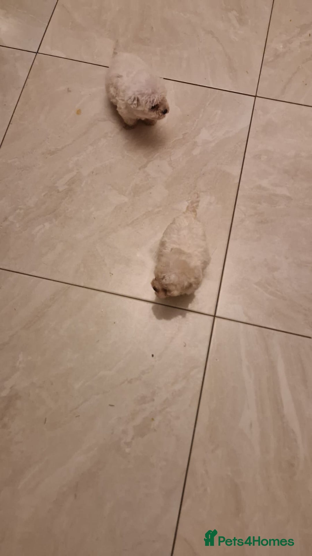 Maltese dogs for sale: Maltese puppies - Advert 3