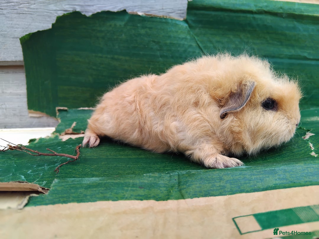 Guinea Pig rodents for sale: Baby Sows. Swiss, Self and Dalmation. - Image 5