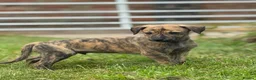 Mixed Breed dogs for sale: Whippet x lurcher puppies  - Advert 4