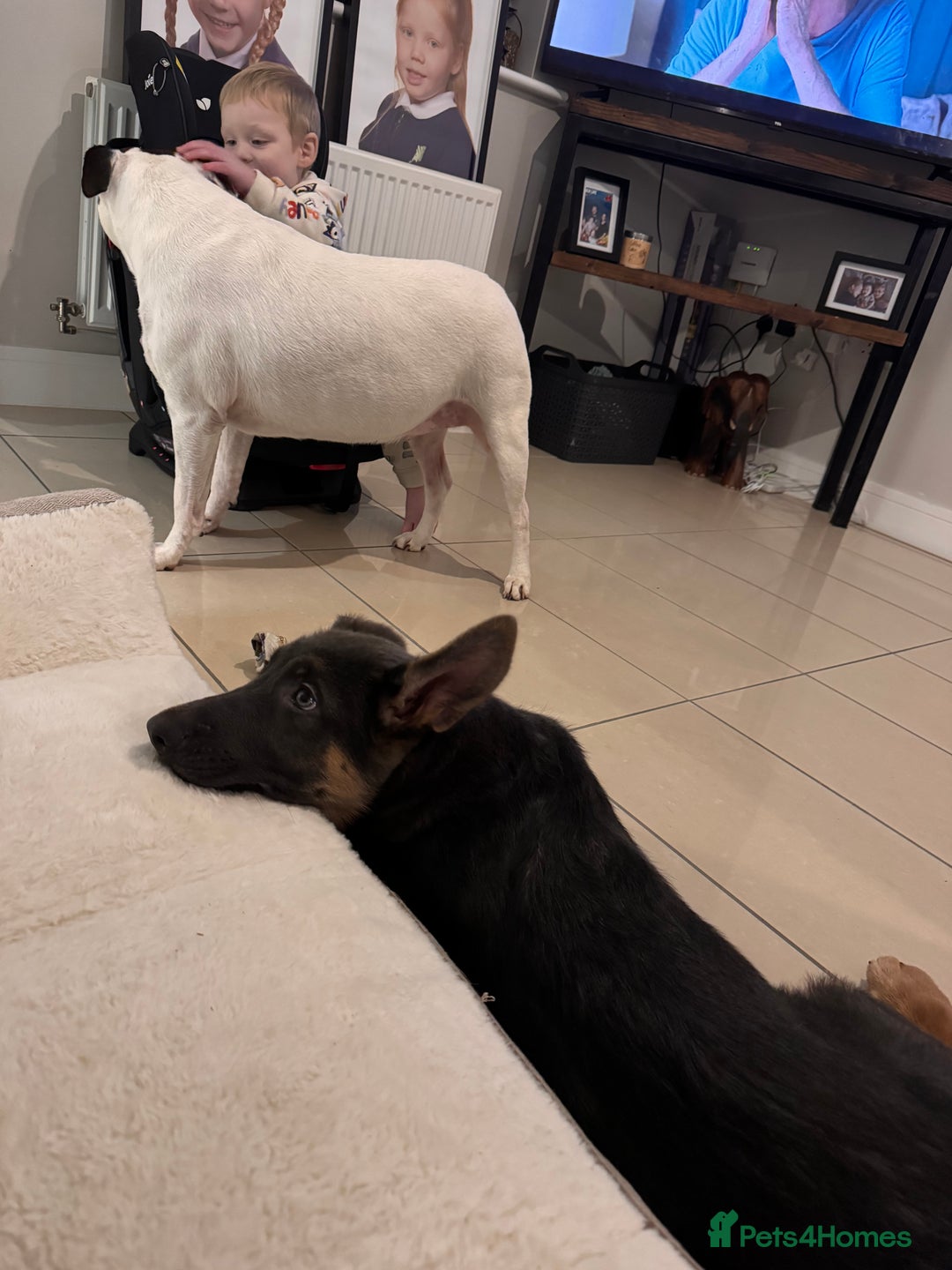 German Shepherd dogs for sale: 15 week old German Shepherd Puppy - Advert 4