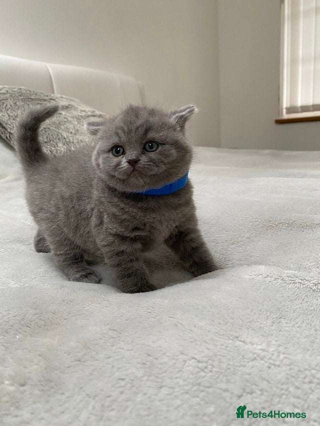 British Shorthair cats Beautiful playful kittens ready for loving homes - Advert 8