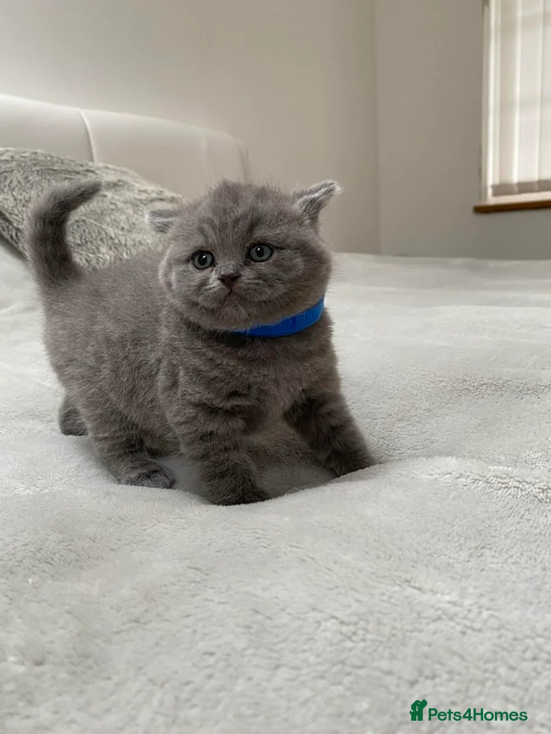 British Shorthair cats for sale: Beautiful playful kittens ready for loving homes - Advert 1