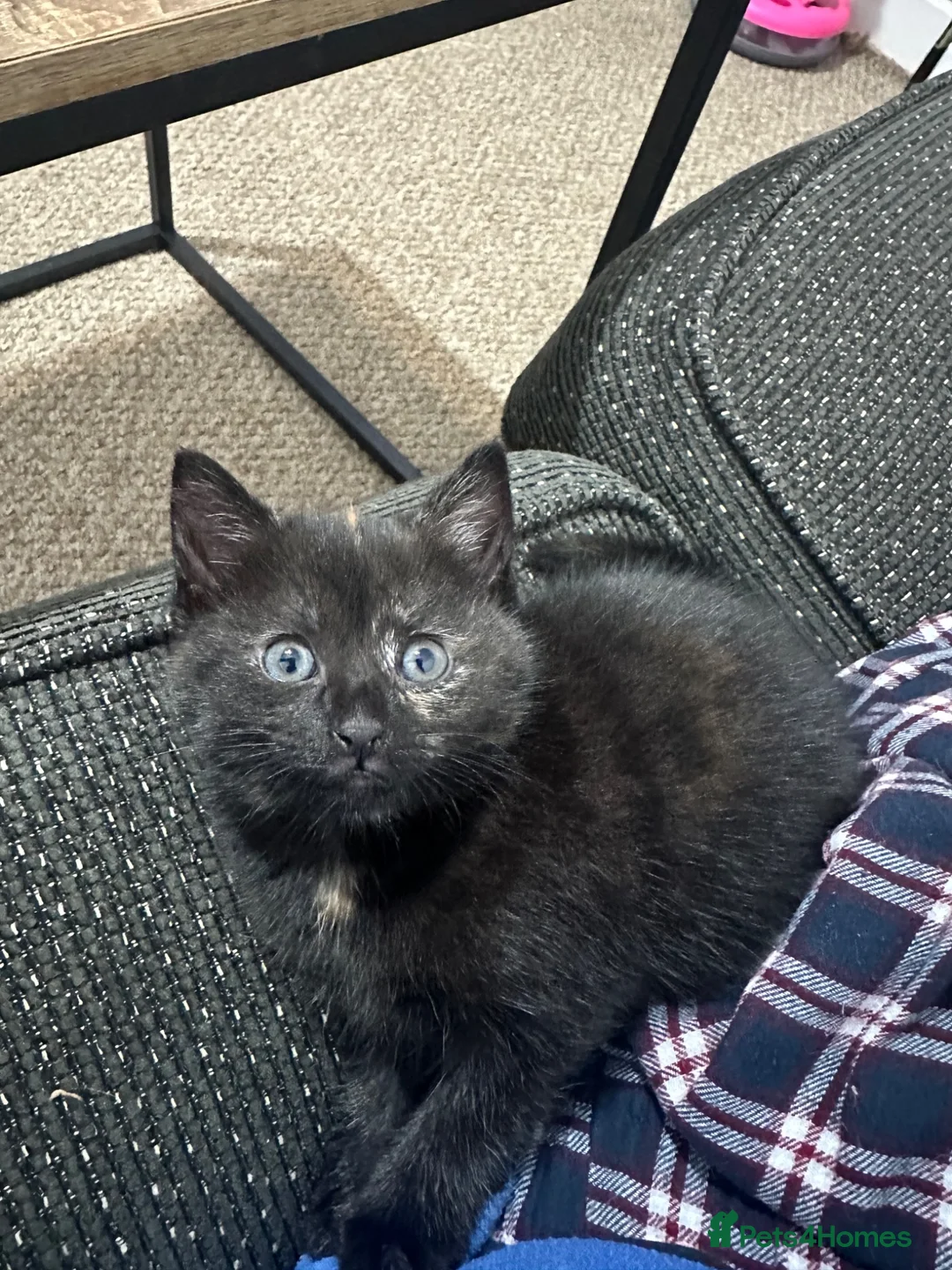 Mixed Breed cats for sale: 3 female baby cat  - Advert 2