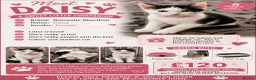 Mixed Breed cats for sale: Adorable Mix breed For sale  - Advert 7