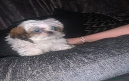Shih Tzu dogs for sale: Shih Tzu puppies 1 BOY LEFT fully vaccinated  - Image 28