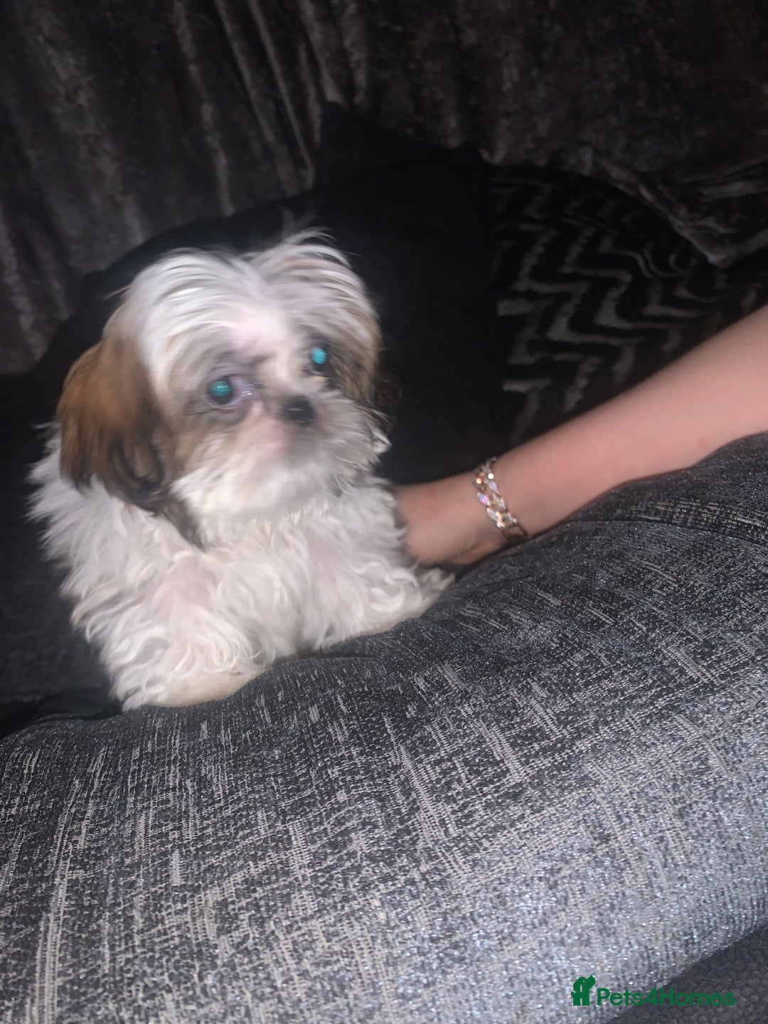 Shih Tzu dogs for sale: Shih Tzu puppies 1 BOY LEFT fully vaccinated  - Image 28