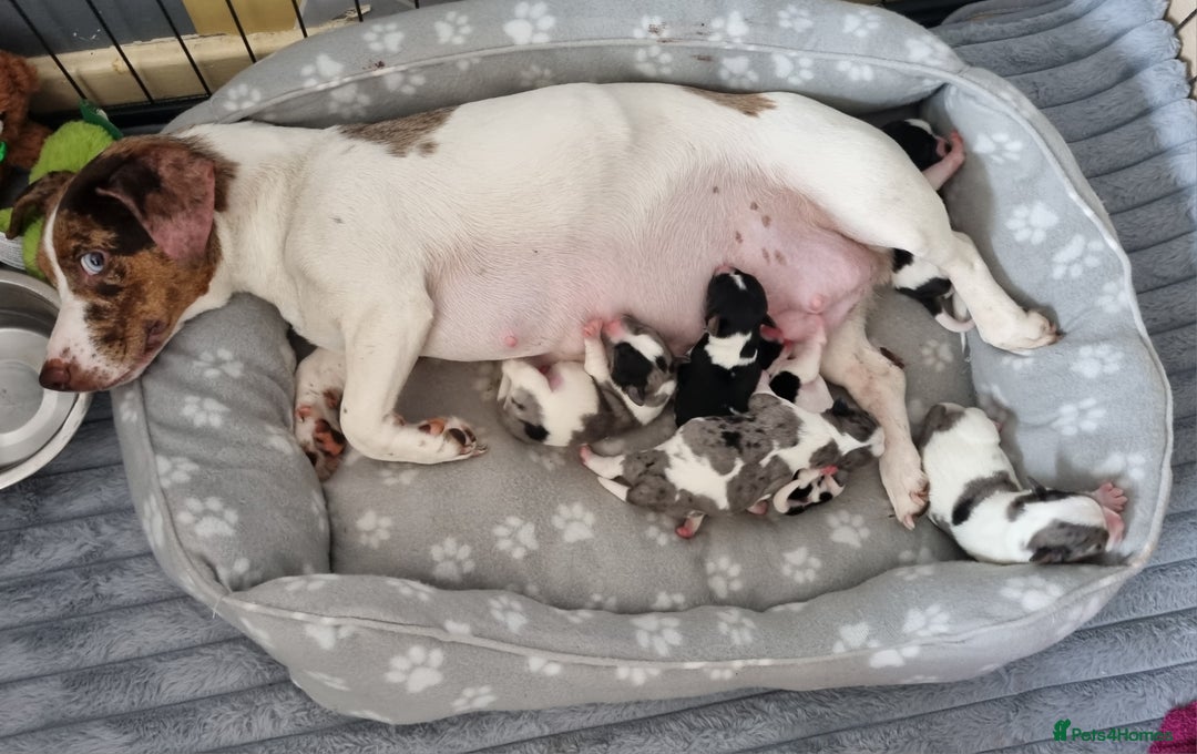 Jack Russell dogs for sale: Jack Russell Pups (ready 24th July) - Image 10
