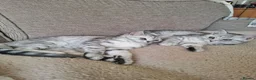 Exotic cats for sale: Exotic Persian cross pedigree manecoon  in Pontefract - Advert 5