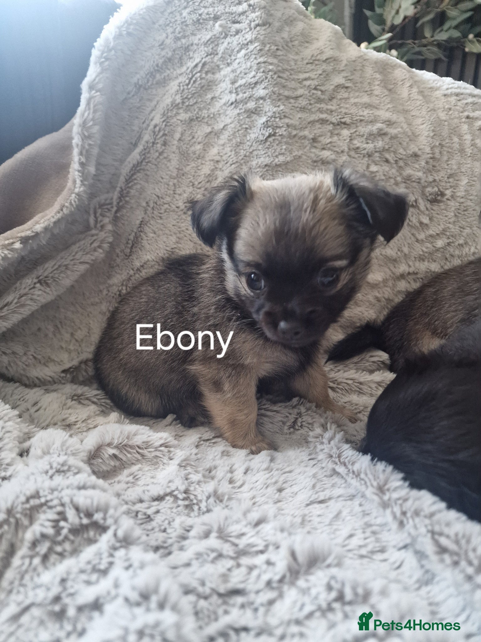 Chihuahua dogs **ONE left!! Ebony.. READY NOW!! 🥰🥰 ** - Advert 13
