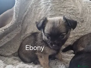 Chihuahua dogs **ONE left!! Ebony.. READY NOW!! 🥰🥰 ** - Advert 5