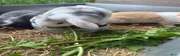 Mini Lop rabbits for sale: pure breed minilop rabbit's  - Advert 3